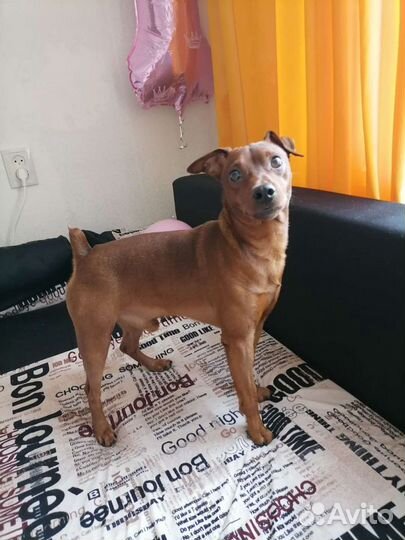 Цвергпинчер для вязки