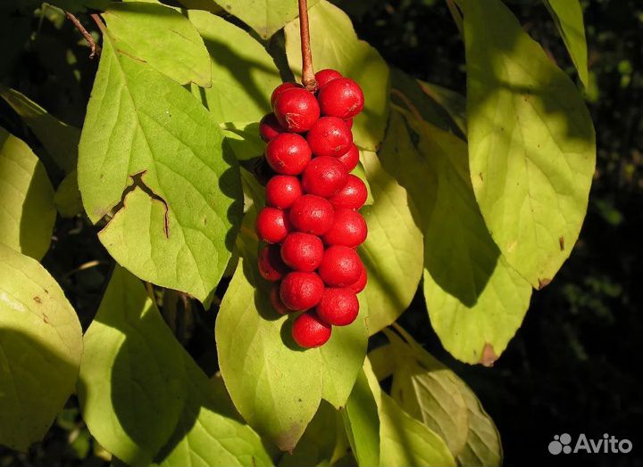 Китайский лимонник, саженцы 3-4-х летки