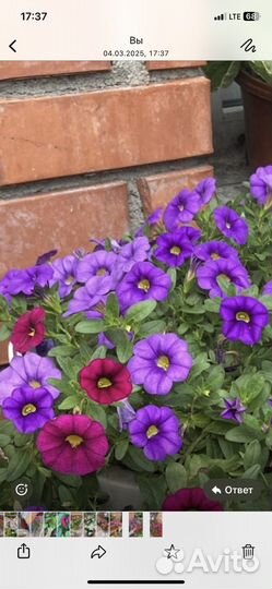 Калибрахоа вегетативная