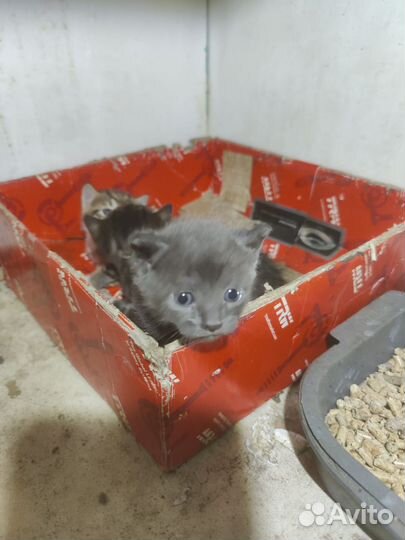 Котята в добрые руки бесплатно