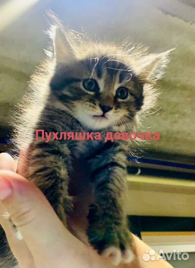 Котята бесплатно