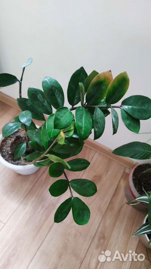 Комнатные растения цветы