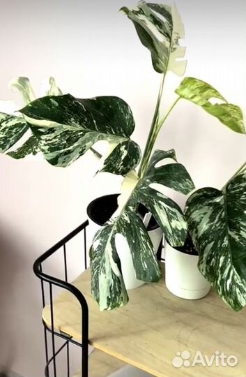 Монстера альба