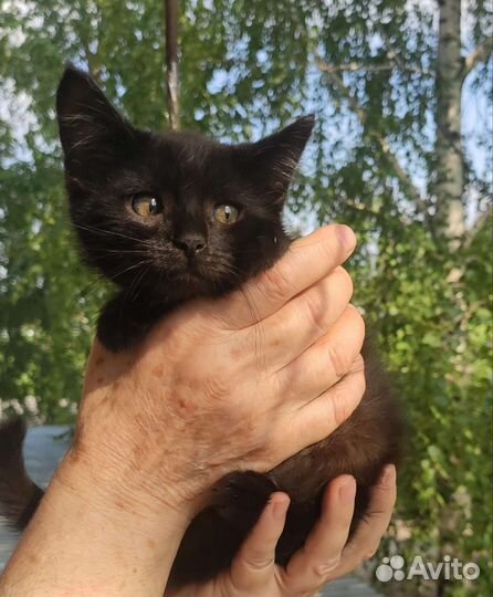 Кошка в дар