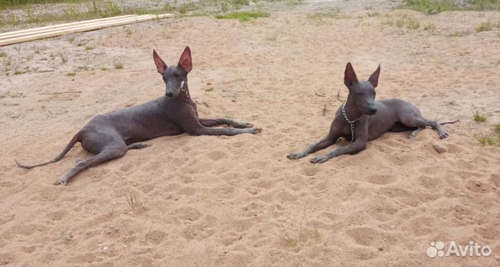 Щенки Ксолоитцкуинтли