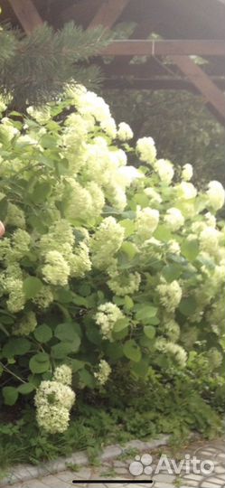 Гортензия древовидная Анабель