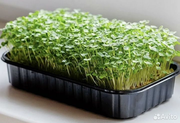 Горчица белая микрозелень