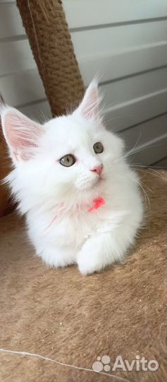 Котята мейн-кун