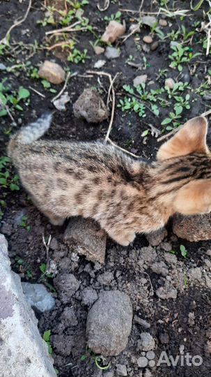 Бенгальские котята