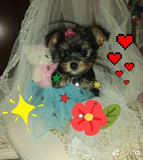 Йорики мальчики