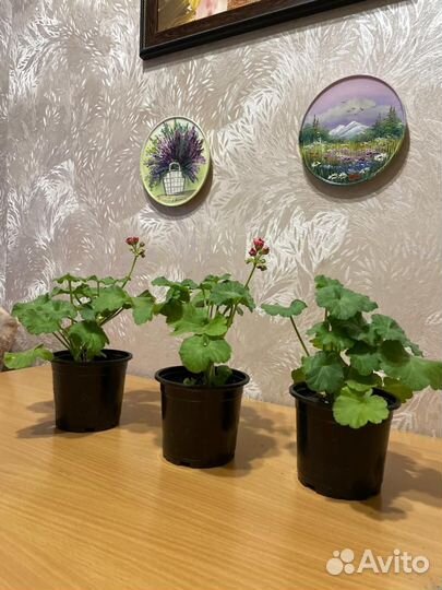 Герань пеларгония