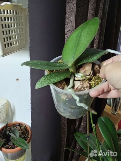 Орхидея фаленопсис