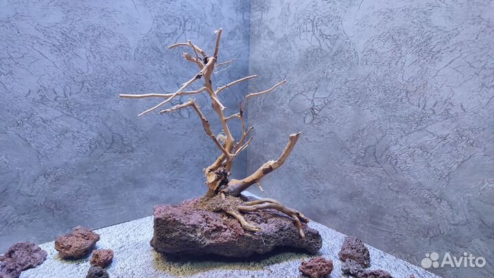 Коряги бонсай