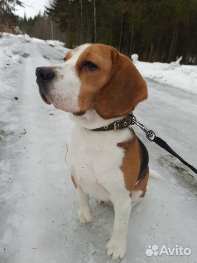 Бигль вязка