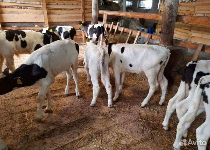 Бычки и телки