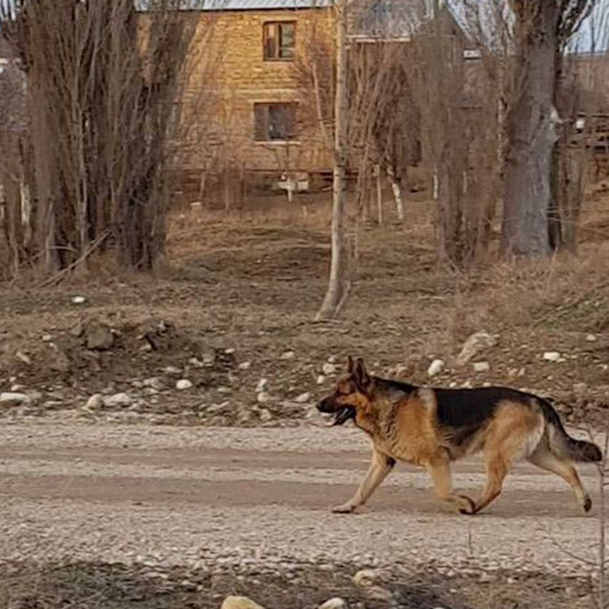 Кобель для вязки, немецкая овчарка