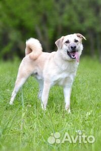 Молодой активный пес из приюта