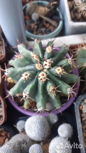 Кактусы, излишки коллекции