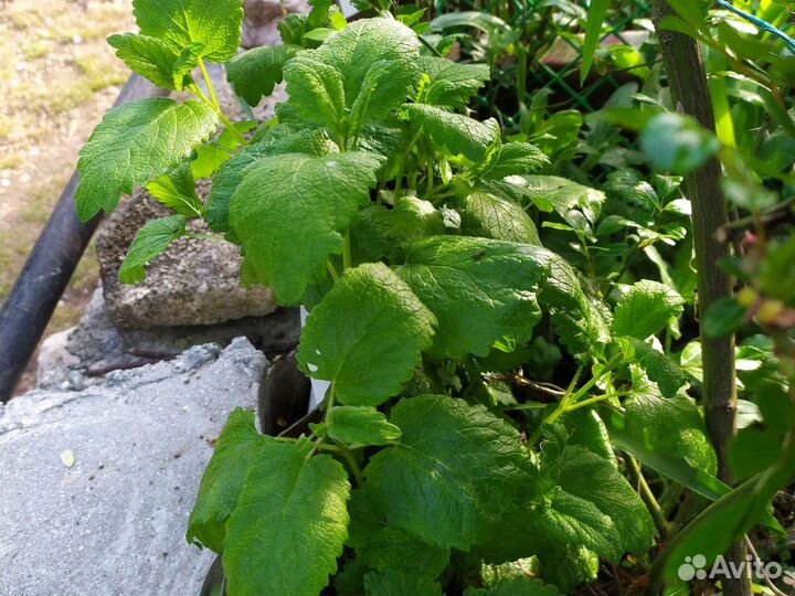 Пряные травы (майоран, мелисса, мята, монарда)