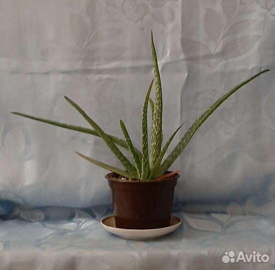 Алоэ вера растение