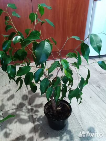 Герань и каланхое. Лимон.Фикус бенджамино