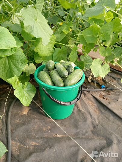 Огурцы свежие