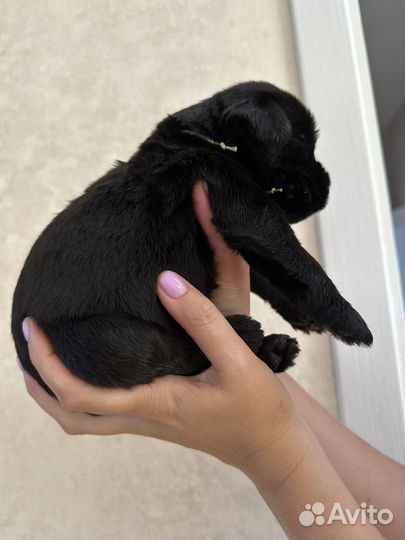 Ризеншнауцер