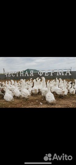 Фермерское хозяйство Честная ферма