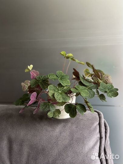 Оксалис мартианский в горшке