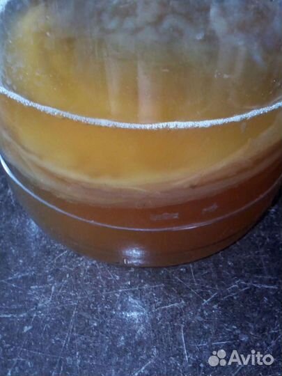 Комбуча. Чайный гриб