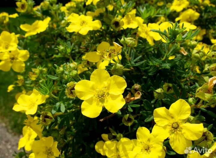 Лапчатка, пузыреплодник