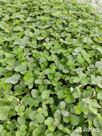 Рассада клубники,сорт 