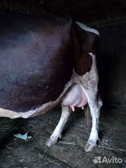 Корова высокоудойная