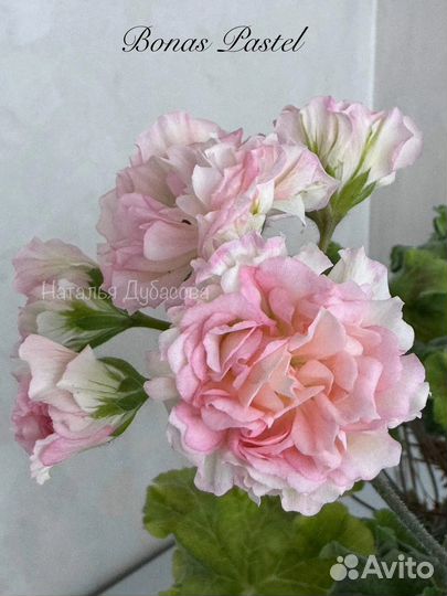 Пеларгония герань