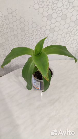 Комнатное лекарственное растение Золотой ус