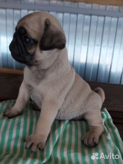 Щенки мопса