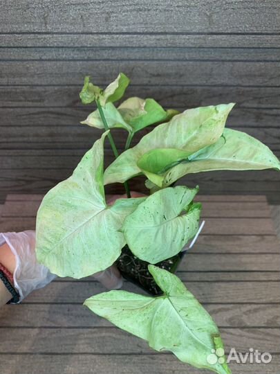 Сингониумы сортовые