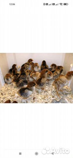 Цыплята суточные