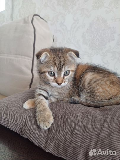 Кошка в дар бесплатно