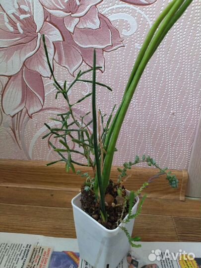 Цветы. Сансевиерия. Хатиора. Очиток