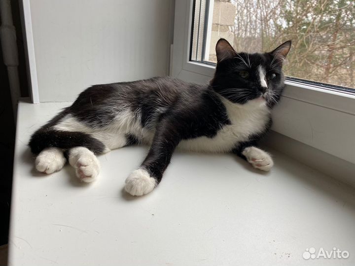 Котенок в добрые руки
