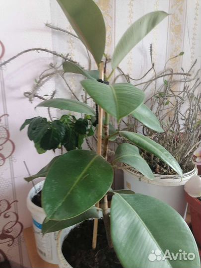 Комнатные растения