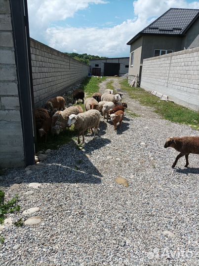 Овцы бараны ягнята