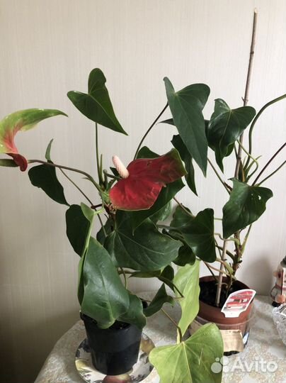 Алоэ,антуриум, спатифиллум