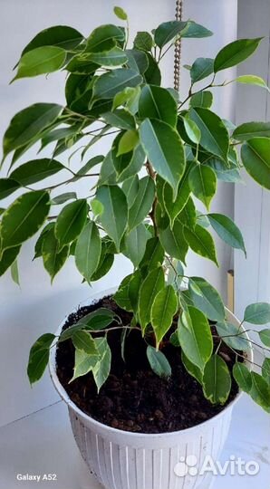 Фикус бенджамина пестролистный