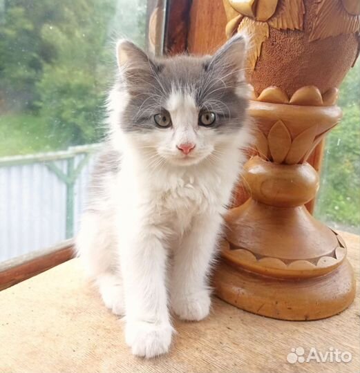 Котенок