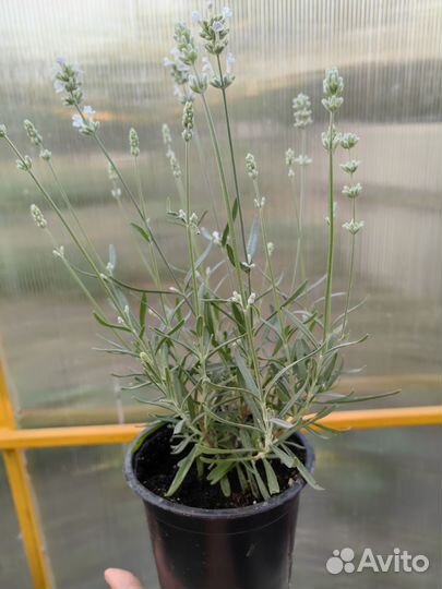 Cаженцы лаванды сорта 