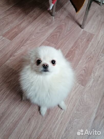 Немецкий шпиц девочка