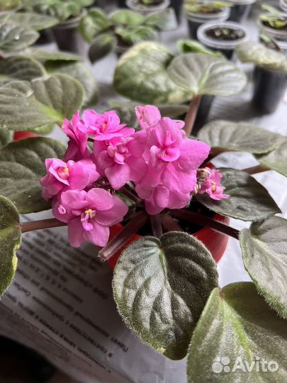 Фиалка (укорененные детки)