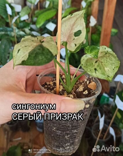 Сингониум Серый призрак